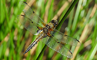 Four-spotted Chaser (Male, Libellula quadrimaculata)